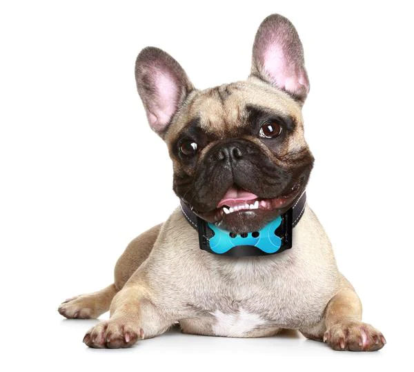 5 brilliant tips to make sure Barkey works perfectly for your pet!